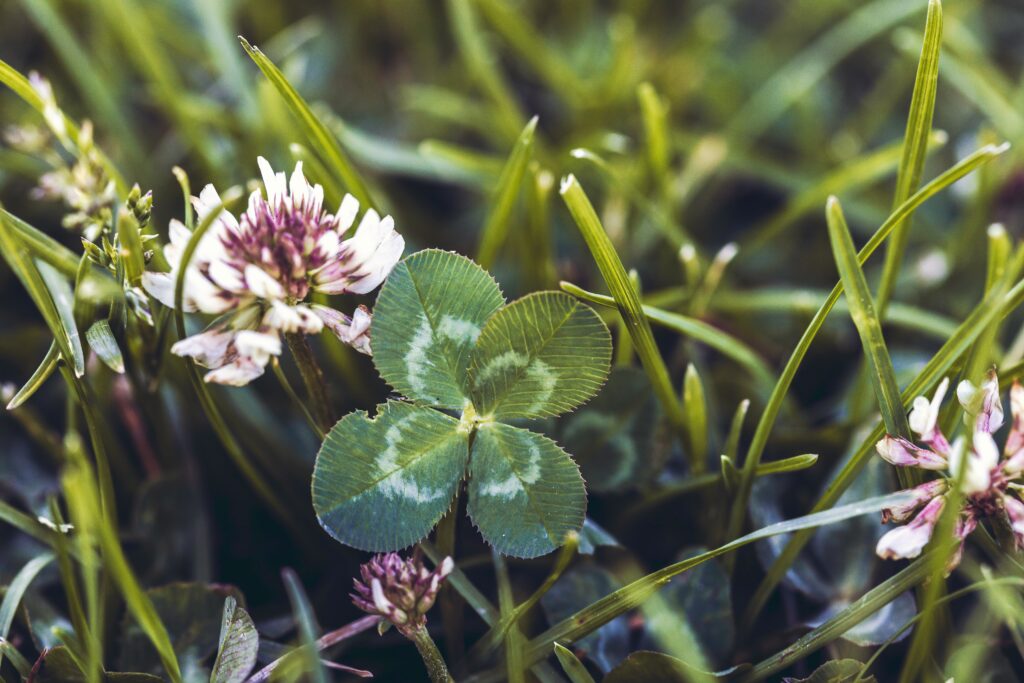 four leaf clover